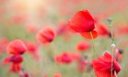 Huiles essentielles Montana Massage serre chevalier